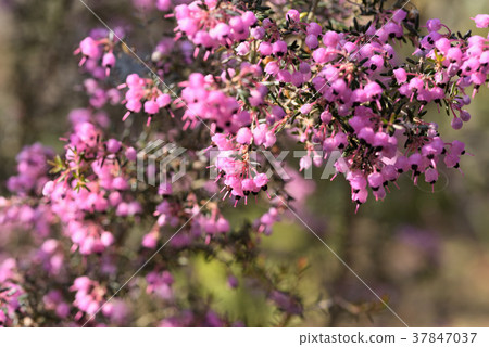 Janome Erika 37847037