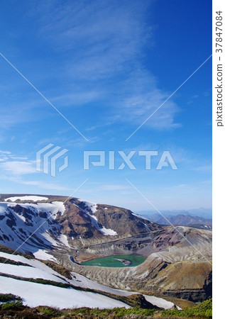 Bamboo grass 37847084