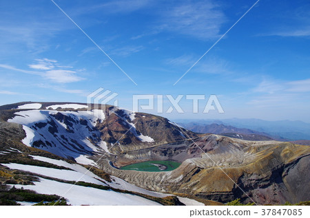 Bamboo grass 37847085