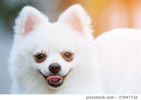 Dog shy guilty is a shelter  37847716