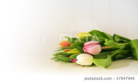 colorful tulips on a white table. spring scene 37847940