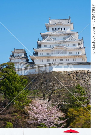 Himeji Castle and Sakura 1 Himeji Castle and Sakura 1 37847987