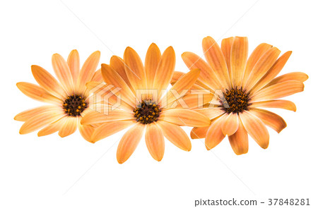 Osteosperumum Flower Daisy  on White Background 37848281