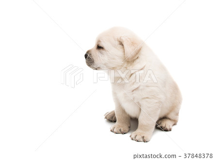 puppy labrador isolated 37848378