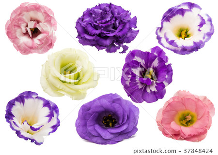 set of eustoma isolated set of eustoma isolated 37848424