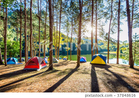 Camping tents under pine trees with sunlight Camping tents under pine trees with sunlight 37848616