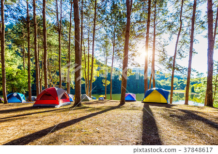 Camping tents under pine trees with sunlight Camping tents under pine trees with sunlight 37848617