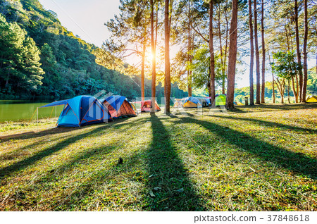 Camping tents under pine trees with sunlight Camping tents under pine trees with sunlight 37848618