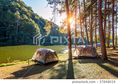 Camping tents under pine trees with sunlight Camping tents under pine trees with sunlight 37848619