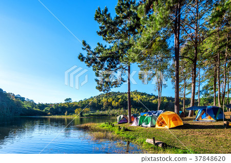 Camping tents under pine trees with sunlight Camping tents under pine trees with sunlight 37848620