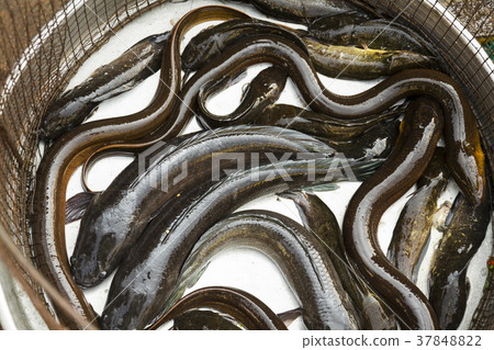 Living eels in baskets, Vietnamese market, My Tho Living eels in baskets, Vietnamese market, My Tho 37848822