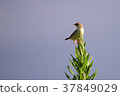 A bird 37849029