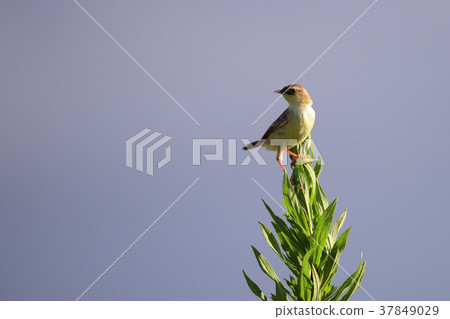 A bird 37849029