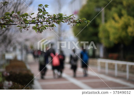 Spring scene 37849032