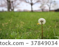 Dandelion 37849034