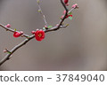 Blurred flowers 37849040