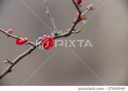Blurred flowers Blurred flowers 37849040