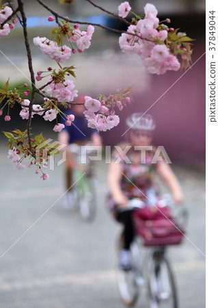 Sakura Sakura 37849044
