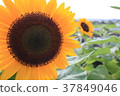 Sun Flower  37849046
