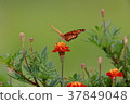 Butterflies and flowers 37849048