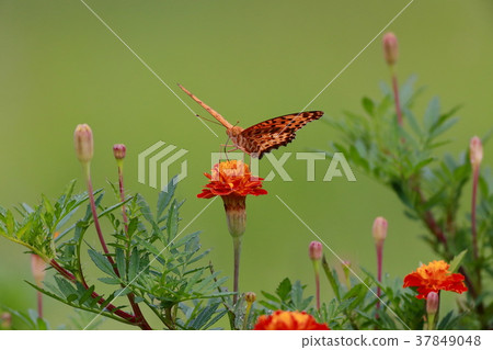 Butterflies and flowers 37849048