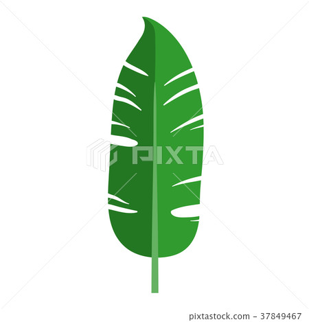 Green plant leaf. Isolated vector illustration on Green plant leaf. Isolated vector illustration on 37849467