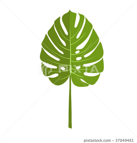 Green plant leaf, monstera. Isolated vector Green plant leaf, monstera. Isolated vector 37849481