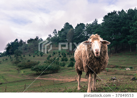 sheep within a mob in the mountain while eating  37849553