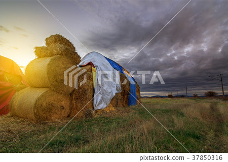 Landscape with a field full of hay bales at sunset Landscape with a field full of hay bales at sunset 37850316