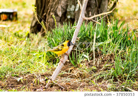 Weaver bird resting on a black acacia tree  37850353