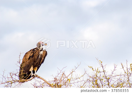 Vulture scavenger posed at the top of an acacia Vulture scavenger posed at the top of an acacia 37850355