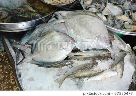 Chinese silver pom-fret fish and variety seafood  37850477