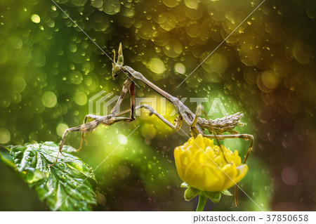 mantis in beautiful magical background mantis in beautiful magical background 37850658