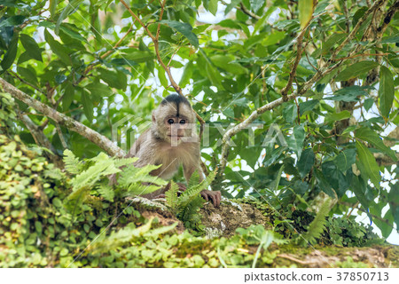 Capuchin monkey in Misahualli, Amazon Napo  37850713