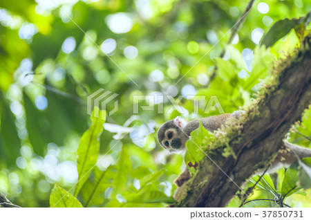 Squirrel Monkey from the jungles of Ecuador 37850731