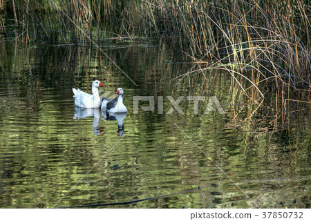 Family of young geese swimming on a pond 37850732