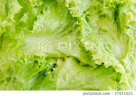 Salad leaf. Lettuce background. vegetables 37851025
