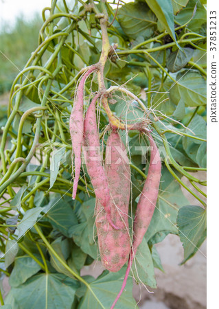 harvest sweet potato plant with tubers in soil 37851213