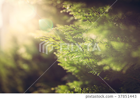 Cypress close up in sunlight 37851443