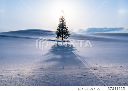 "Hokkaido" Biei in winter · Christmas tree tree 37851615