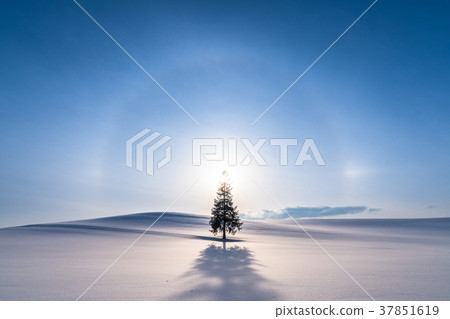 "Hokkaido" Biei in winter · Christmas tree tree "Hokkaido" Biei in winter · Christmas tree tree 37851619
