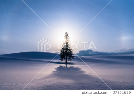 "Hokkaido" Biei in winter · Christmas tree tree "Hokkaido" Biei in winter · Christmas tree tree 37851639