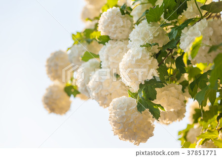 Snowball flowers close up Snowball flowers close up 37851771