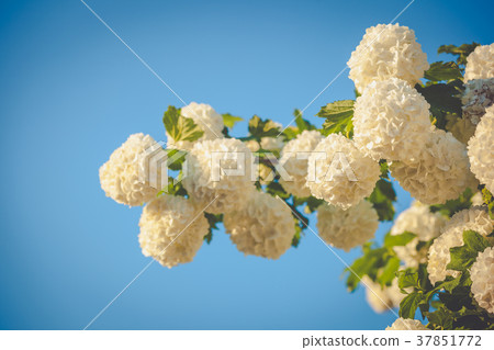 Snowball Bush flowers against blue sky 37851772