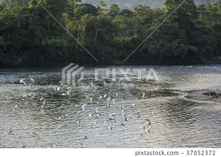 Amazonian rainforest. Misahualli River. Napo  37852372