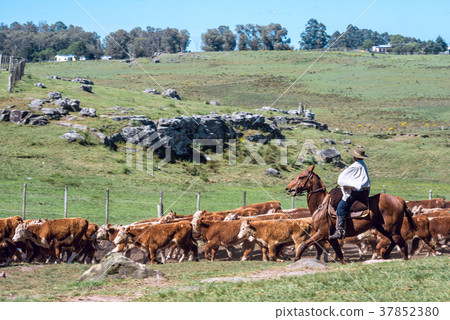 Gauchos (South American cowboys) collect Gauchos (South American cowboys) collect 37852380