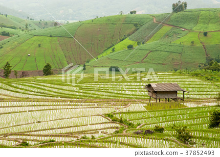 View of rice terrace View of rice terrace 37852493