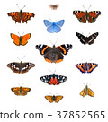 Set of 13 european butterflies 37852565