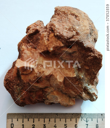 Natural specimen of argillite (claystone) rock 37852859