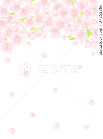 Sakura Flower Arch Flower Snowstorm Illustration 37852866
